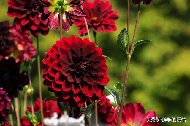 不为失败找借口，只为成功找方法（一种不懈追求；莫找借口失败）