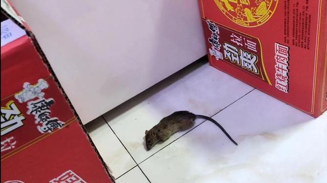 怎么逮老鼠 逮老鼠的妙招，怎么逮老鼠（记录一下住在高层的我是如何用电蚊拍抓老鼠的）