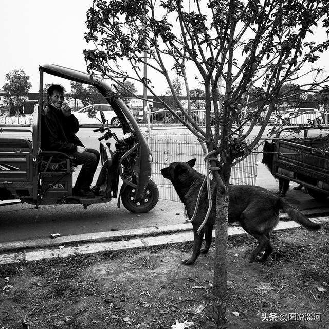 宠物市场在哪里，成都的宠物狗市场在那里呀（漯河宠物市场印象）