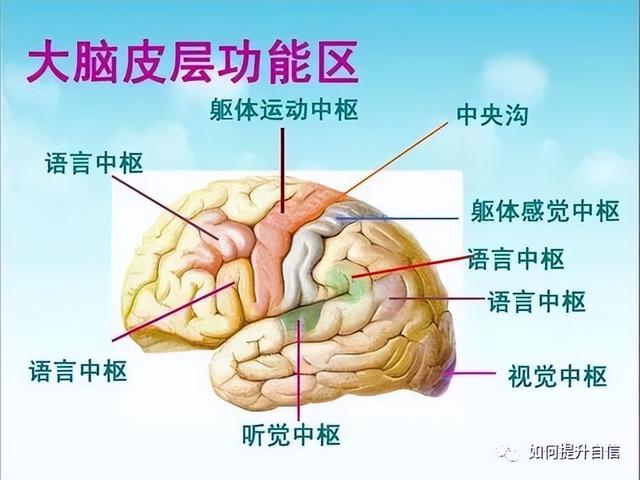 没脑子和单纯区别，没脑子和单纯区别是什么（花10分钟认识你的大脑）