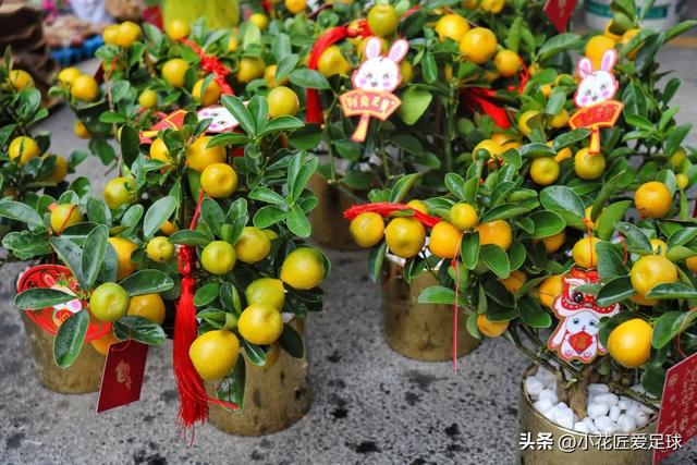 鲜花图片大全真实照片，真实水果图片（近100张鲜花美照诠释不一样的年味儿）