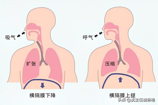 什么是腹式呼吸的正确方法，腹式呼吸的正确方法是什么（腹式呼吸和胸式呼吸）