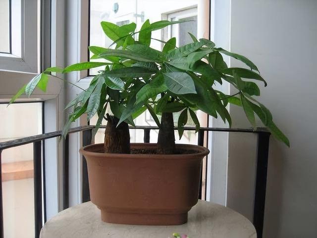 室内养什么花最好，适合家里养的18种花（空气质量高很美观）