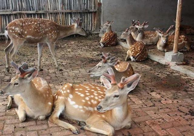 鹿肉（鹿肉性味归经，为何市面上那么少见（鹿肉的功用）