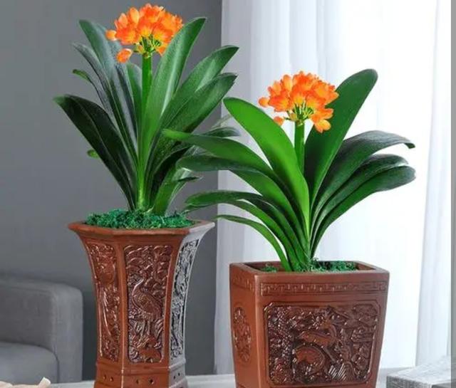 室内适合养殖什么，室内适合养殖什么项目（6种“健康花”）