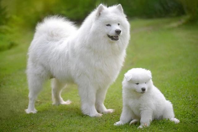 十大适合家养的大型犬，十大适合家养的大型犬短毛（几种可爱\
