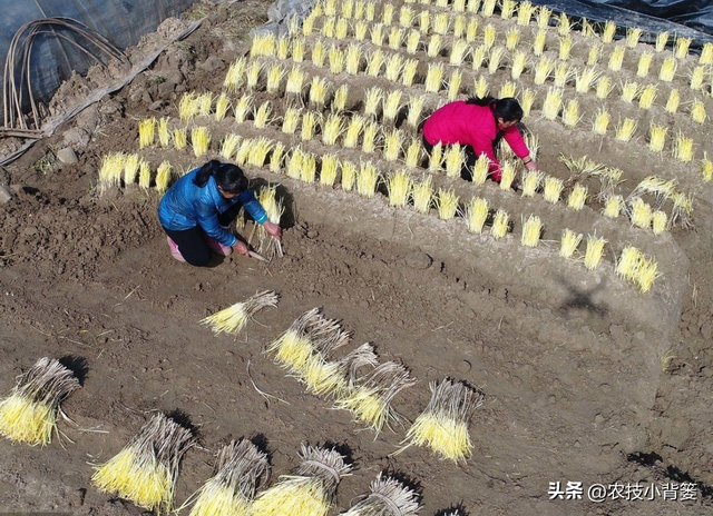 韭菜和韭黄的区别，韭黄和韭菜的区别（韭黄有哪些种植技巧和管理技术要点）