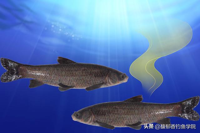 钓青鱼最有效的方法，夏季钓黑坑青鱼的三个绝招