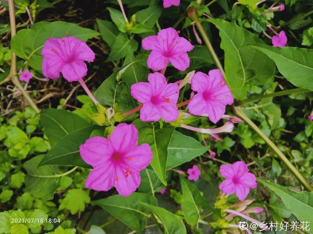 春天丛生的开花植物，50种花春天播种