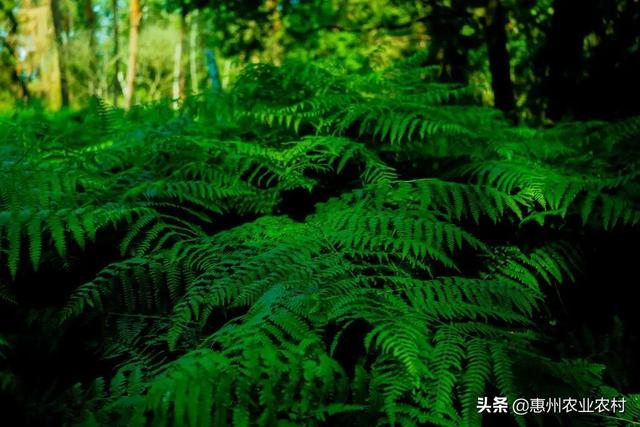 蔊菜与荠菜的图片区别，荠菜长什么样子图片（据说这些是惠州菜市场“最难买”的野菜）