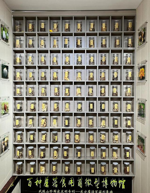 怎样做牛肝菌才好吃，教你牛肝菌健康又美味的做法