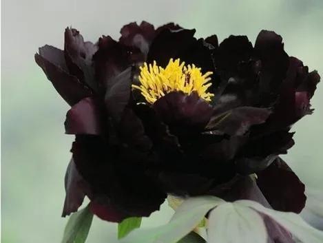 牡丹有哪些品种，牡丹有哪些品种(要名称)（精美绝伦的牡丹花十大品种图片欣赏）