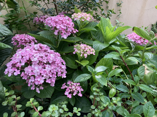 十二生肖配对什么花，十二生肖的花配（新年有新的福气花）