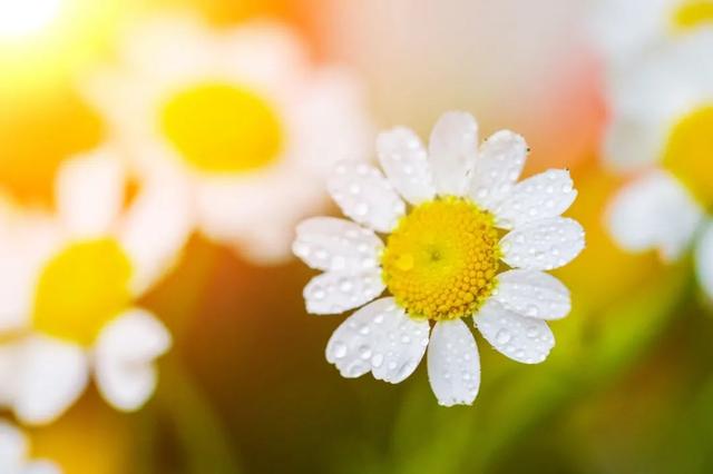 给姑生日祝福语八个字（28首生日诗词）