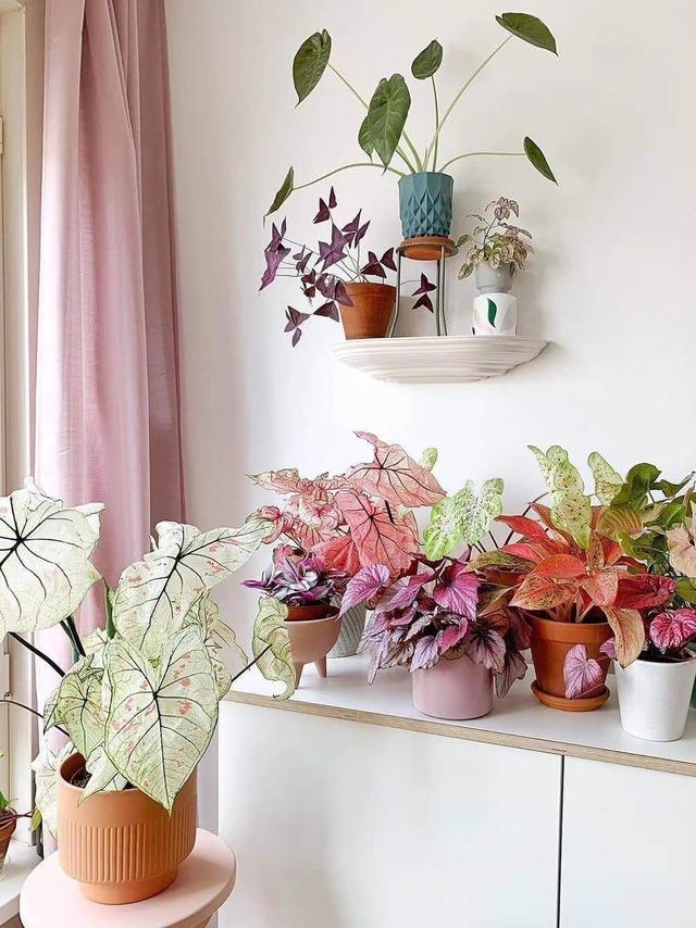 可以种在阳台的大型绿植，可以种在阳台的大型绿植品种（能养8种“大叶花”）