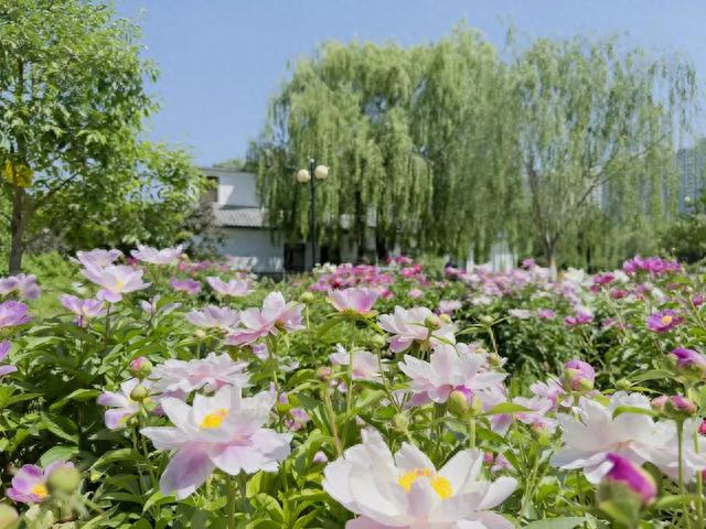 初夏花齐放，北京国际雕塑公园等你来 • 光影石景山
