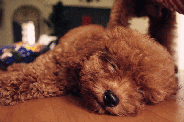 “贵宾犬”VS“比熊犬”哪个好？过来人告诉你，区别大着呢