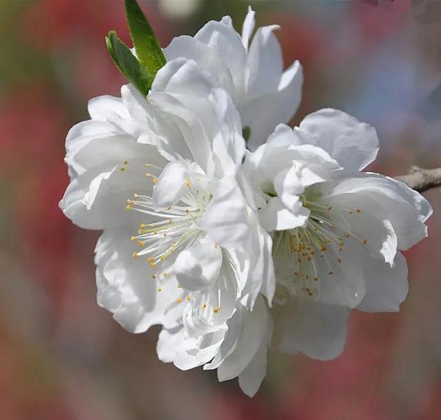 什么样的桃花形容词，桃花的形容词有哪些（阳春三月）