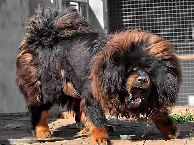 揭秘世界五大巨型犬种：体型惊人，最大狗狗究竟有多庞大？