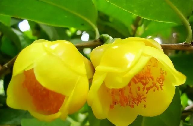 梅花象征什么，梅花象征什么青松象征什么雪花象征什么（中国十大名花排行榜）