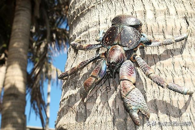 椰子蟹能吃吗，椰子蟹能吃吗肚子里是屎嘛（爬上食物链顶端的椰子蟹）