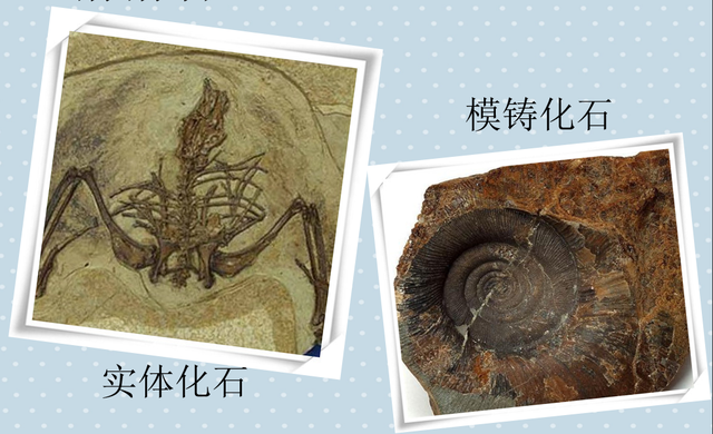 生物化石的形成过程，化石是怎么形成的（从地质年代表看生命的起源）