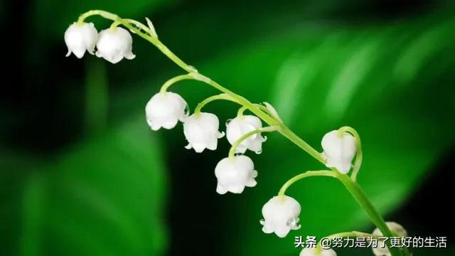 薄荷花的花语是什么，那些令人惊艳的花语