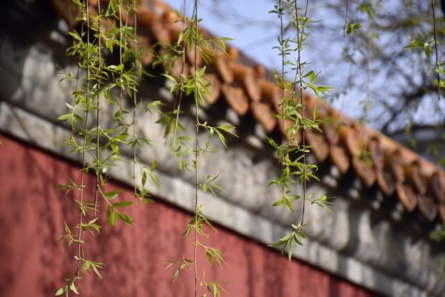 清明节可以野餐吗，清明节当天可以踏青游玩吗（这些清明节的习俗，你都知道吗）