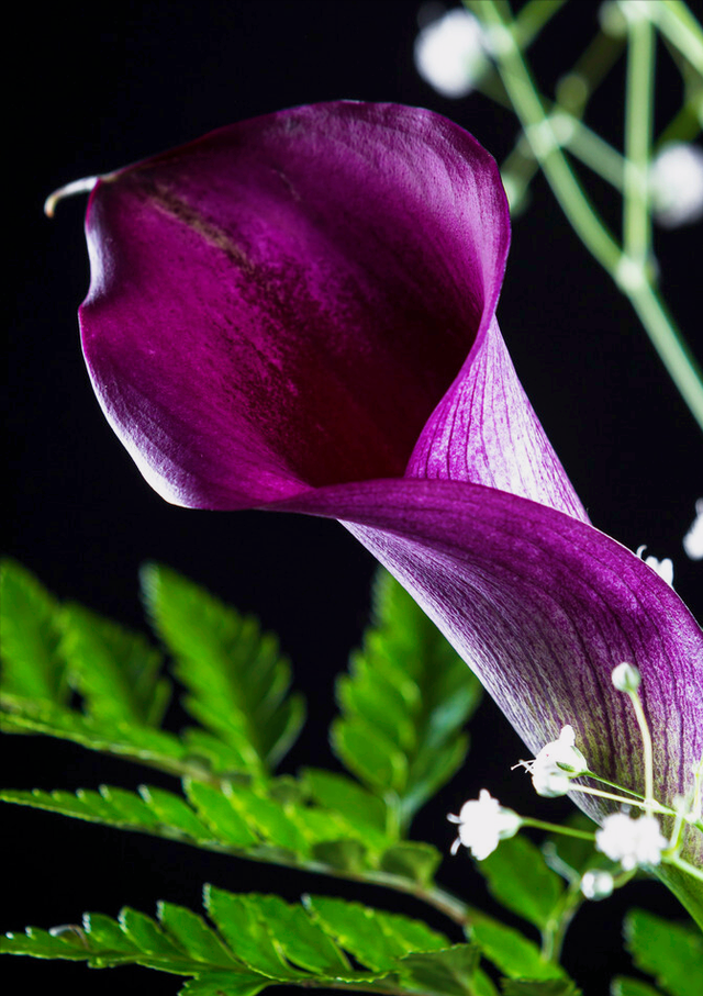 兰花花语心情的句子，兰花开了心情语（一花一世界）