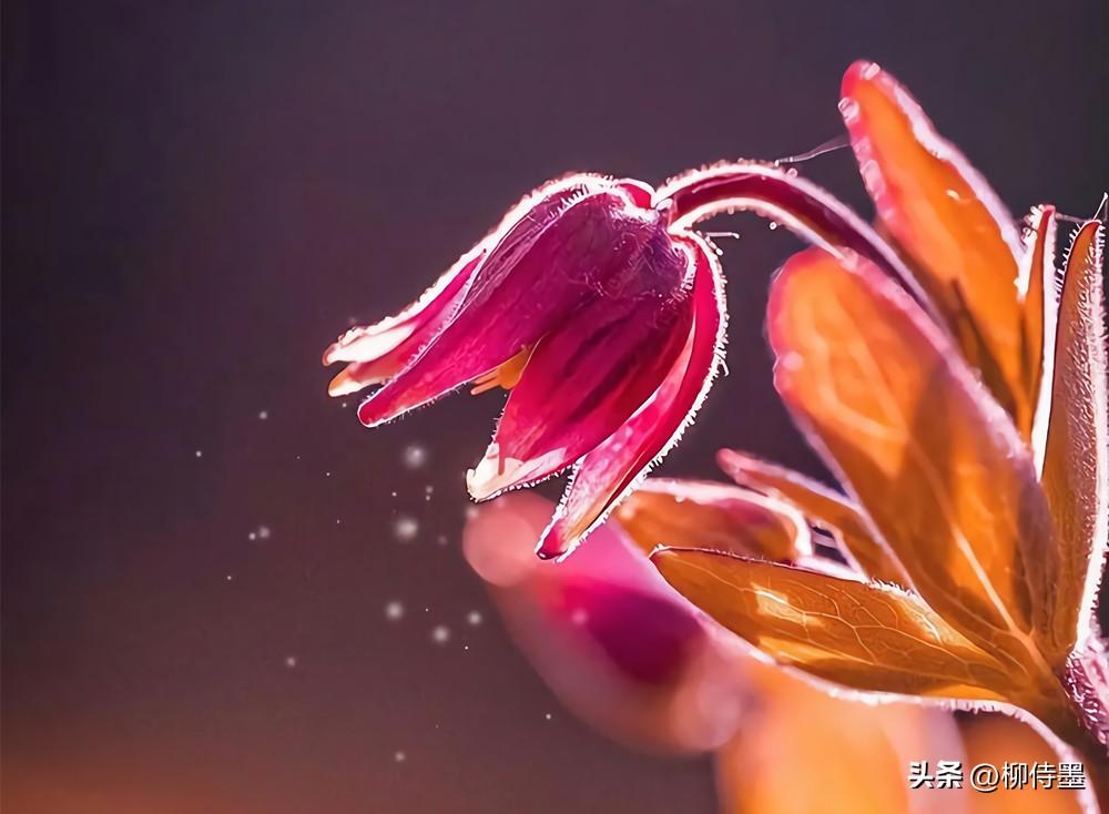 找最好看的图片(照片高级又惊艳) - 赤虎壹号