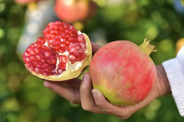 石榴品种哪种最好，什么品种的石榴好种（中国最好吃的石榴前五名）