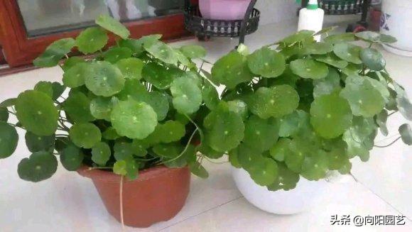 铜钱草水培方法，水里加点“河沙”（铜钱草水培方法和注意事项）