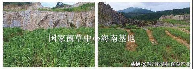 菌草（菌草颗粒饲料，这种“幸福草”为啥如此“香”（菌草有机肥）