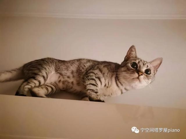 火星进入射手座有哪些注意事项，火星落入射手座（12月12日-12月18日）