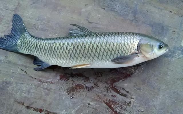 鱼喜欢吃什么食物，钓鱼用什么鱼饵最好（草鱼的冷知识：贵为四大家鱼）