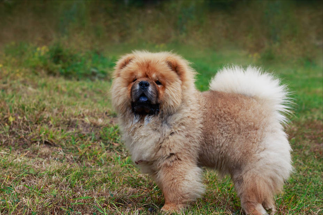 松狮犬的优缺点，松狮犬图片多少钱一只