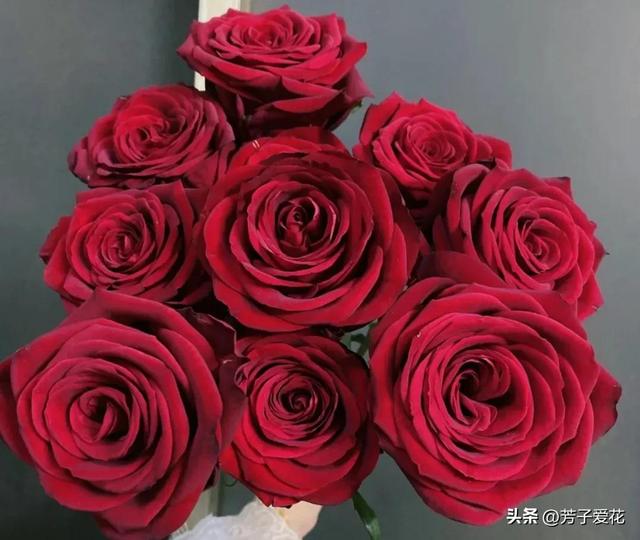 紫玫瑰代表什么，紫色玫瑰代表什么意思（各不相同的红色——十五种经典的红玫瑰）