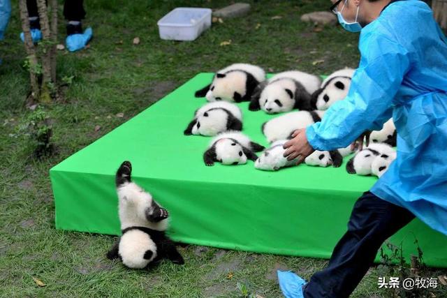 食铁兽为什么是大熊猫，大熊猫为什么叫食铁兽（中国“高价出租”的国宝）