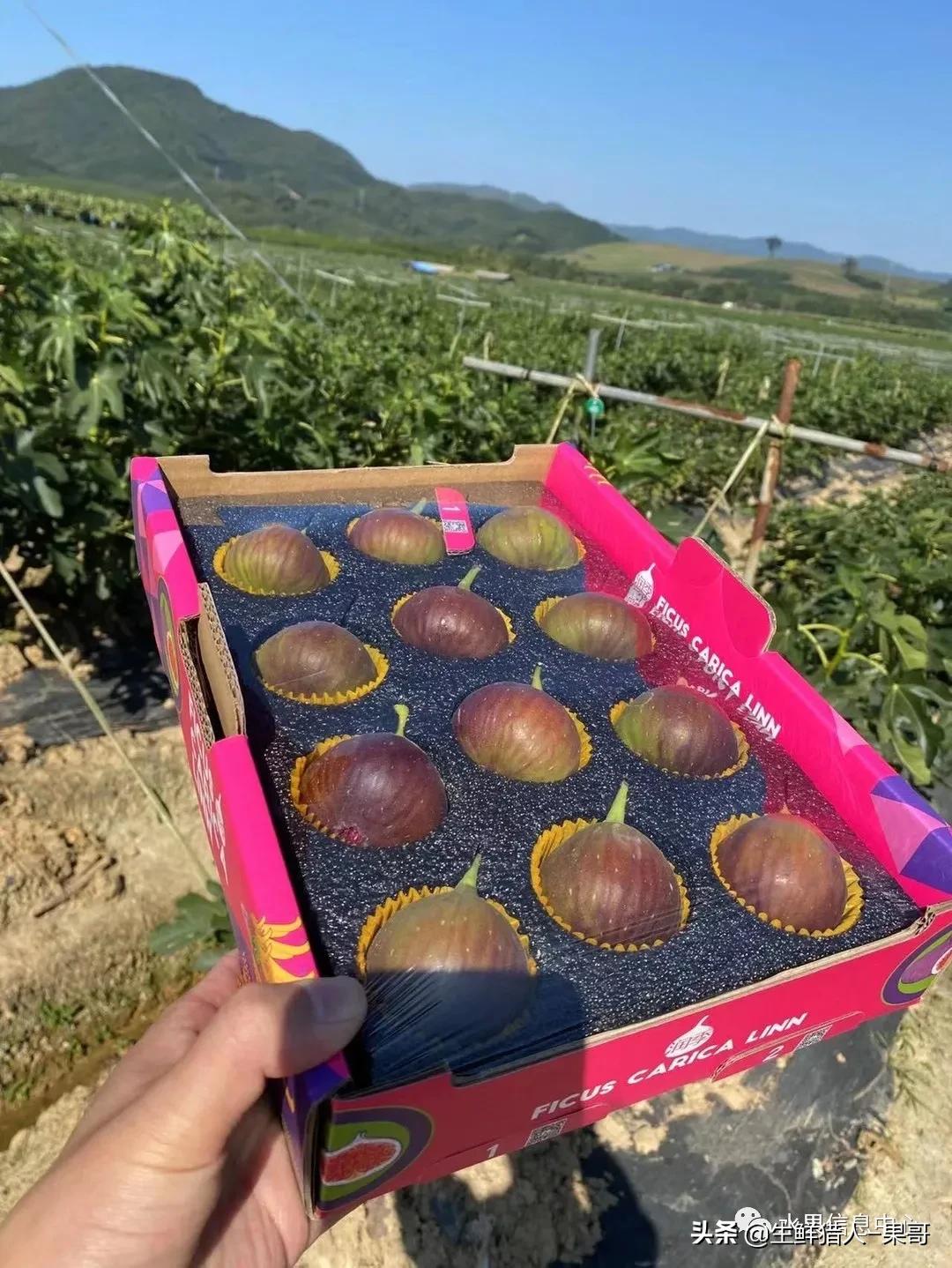 浆果是什么，浆果是什么软件（不同水果的不同包装<浆果篇>）