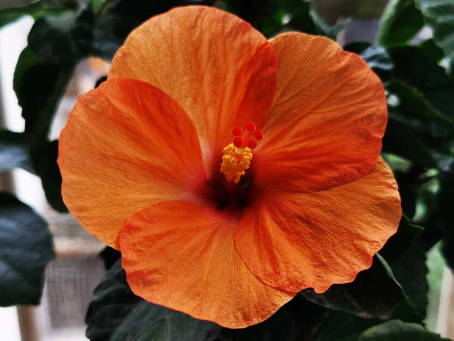 扶桑花的寓意，黄色扶桑花的寓意（老话说“花草三不送）