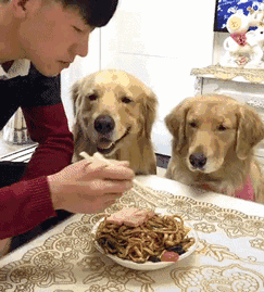 犬和狗有什么区别，犬与狗的区别（“养狗”和“不养狗”的区别）