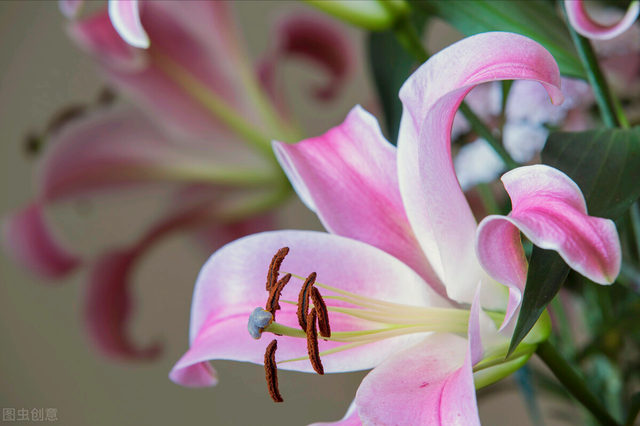 金色玫瑰花花語是什麼,金紅色玫瑰花語(花開無聲卻有情)