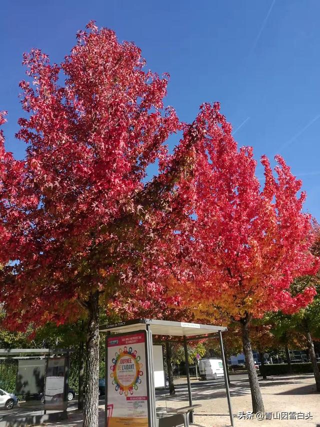 红枫价格表多少钱一棵，红枫的市场价格（五角枫、八角枫、羽毛枫、秋枫）