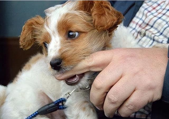 为什么狗狗喜欢舔脚还不让碰脚，狗狗啃你“手跟脚”的原因