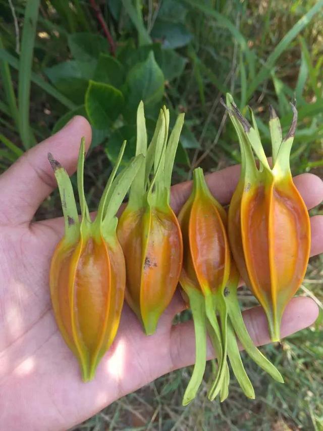 黄桅子一般怎么用，黄栀子的功效与作用及食用方法（黄栀子与红栀子一字之差）