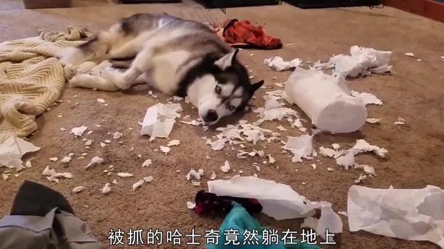茶杯犬一只多少钱，一只茶杯犬要多少钱（穷人“不欢迎”这几种狗）