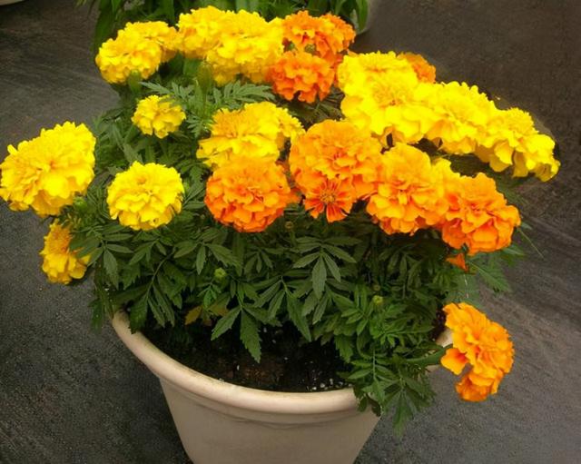 孔雀花语能让你开心！，孔雀草花花语（这种花卉叫孔雀草）