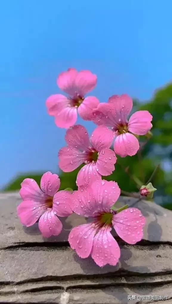 七夕节的图片，七夕浪漫情人节，玫瑰壁纸（七夕节的图片）