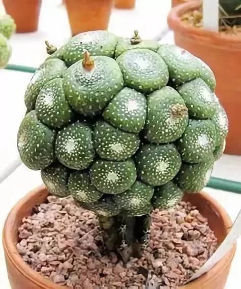 仙人掌开花图片，八种开花勤快的仙人掌植物（40多种罕见的仙人掌开花图）
