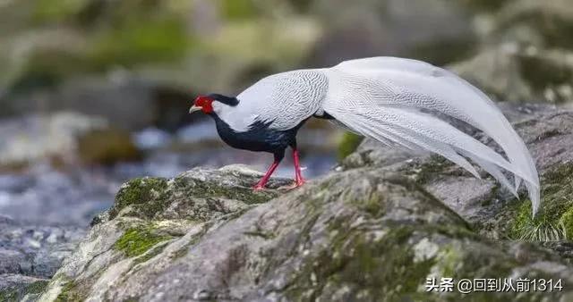 白娴鸟（白娴鸟图片，白娴鸟怎样的养殖（白鹇鸟唯美图片）